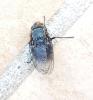 Calliphora vicina